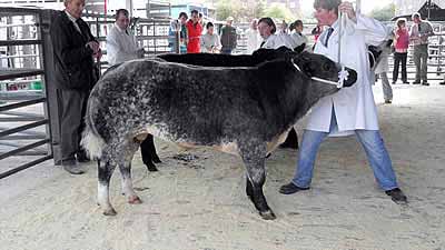 Class 3 JL White Stocky